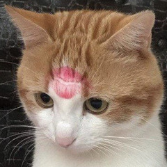 lo