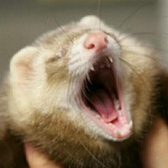 Screaming Weasle