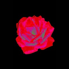 [lost blossom]