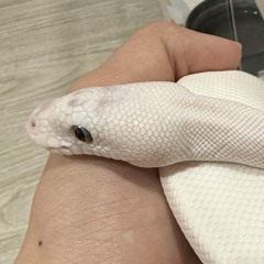 Rk Pablo