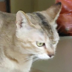 YisWANG