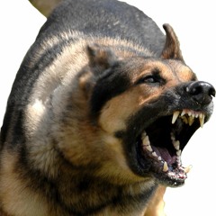 T-Draco (@TDracoOfficial)