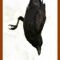 Candid Corvid Productions