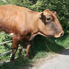 Monaghan.