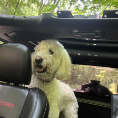 Finn