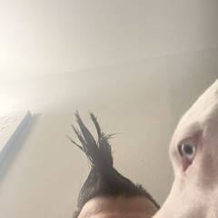 Felban
