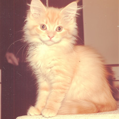Pinky Lechat