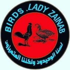 طيورفريش السيده زينب بقنا