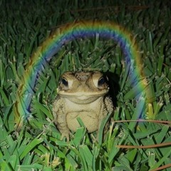 Rainbow frog