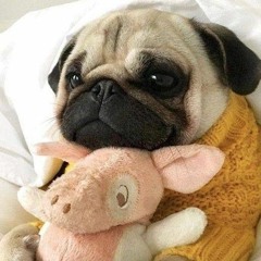 dasha.shysholyk