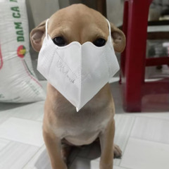 Shin hao