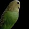 the budgie