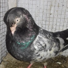 shah
