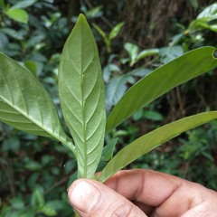 CleberPereiradaSilva