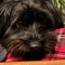 Orson