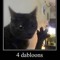 Cactuskitty2017