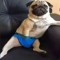 puchito22
