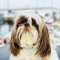 The Sailing Shih-Tzu