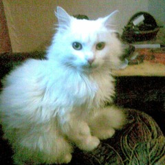 Victor