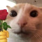CatWitDaRose