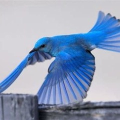 Blue Bird