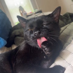 Ari
