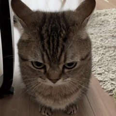 The Cat is EVIL
