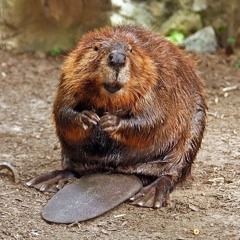 Beavs