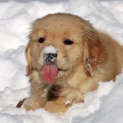 PUDDINGJONGEN