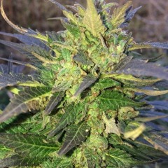 Репной Богдан