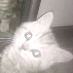チェリー