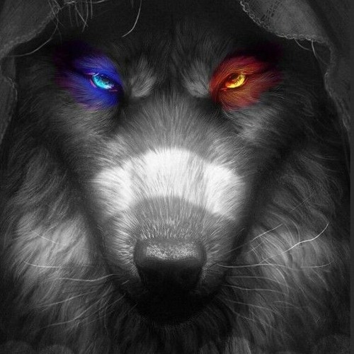 wolf king’s avatar