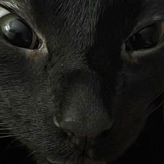 if Cshakuore was a Black Cat