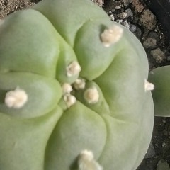 hikurix