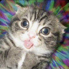 Katze auf crack