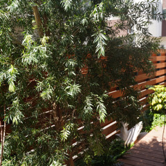 コジマ ダイスケ