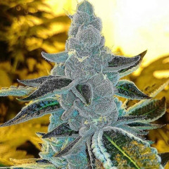 youreallydontwantthis