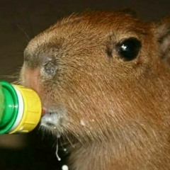 Stream Capivara Agiota  Listen to music playlists online for free on  SoundCloud