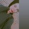 Mona Samir