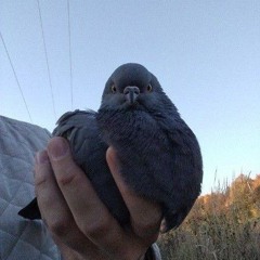 ♥🍂🌻🐌🥞~pancke~🥞🐌🌻🍂♥