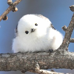 흰머리오목눈이