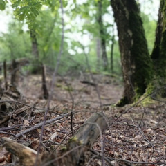 Wheelbarrel in the forest