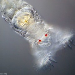 plasticnature