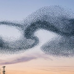 GOAHEAD CALL THE COP$