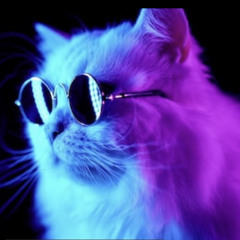 disco cat