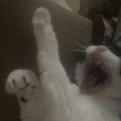 WOLAXXX