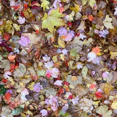 The Forbidden Forest