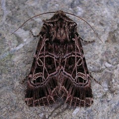 place in the world fades away