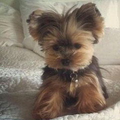 Oliver