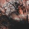 Forest Frequency